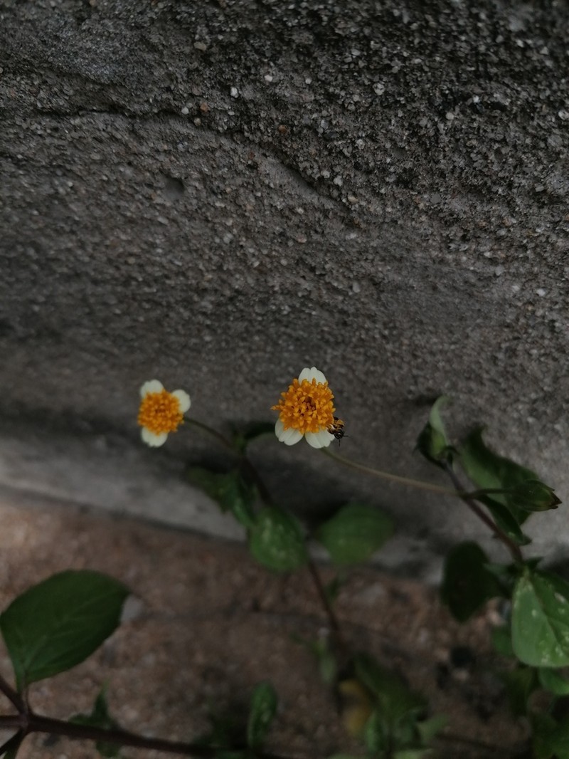 Tridax tenuifolia photo 2