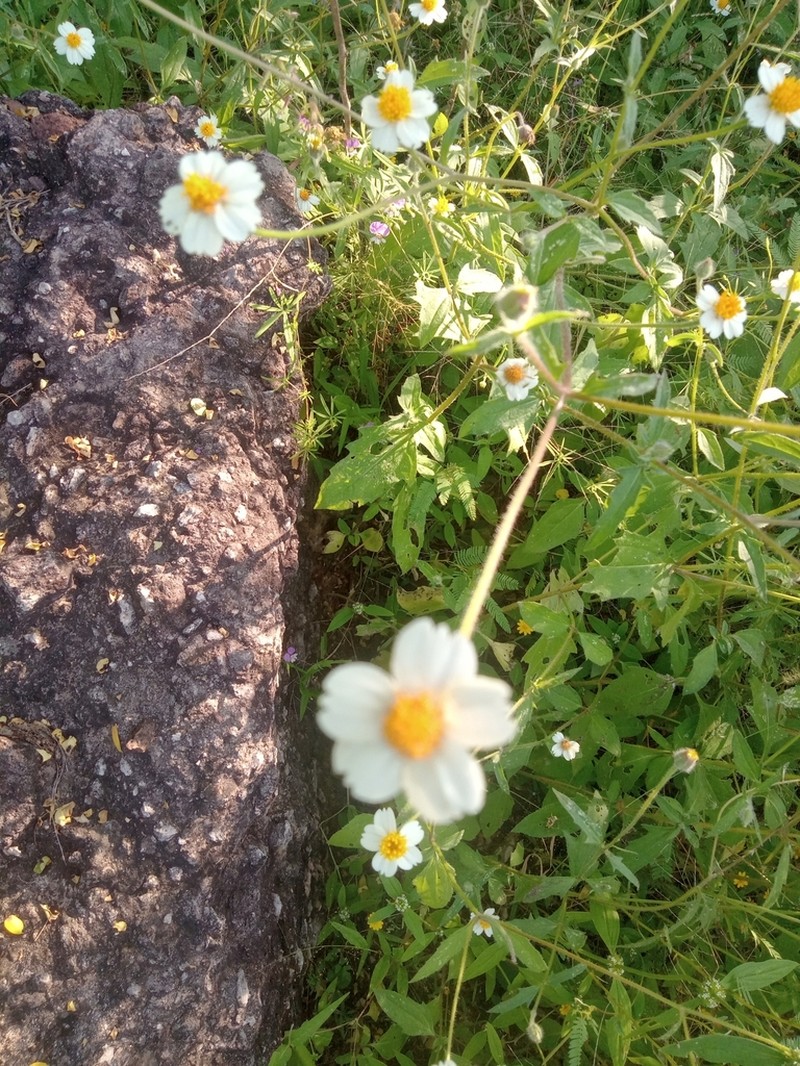 Tridax tenuifolia photo 3