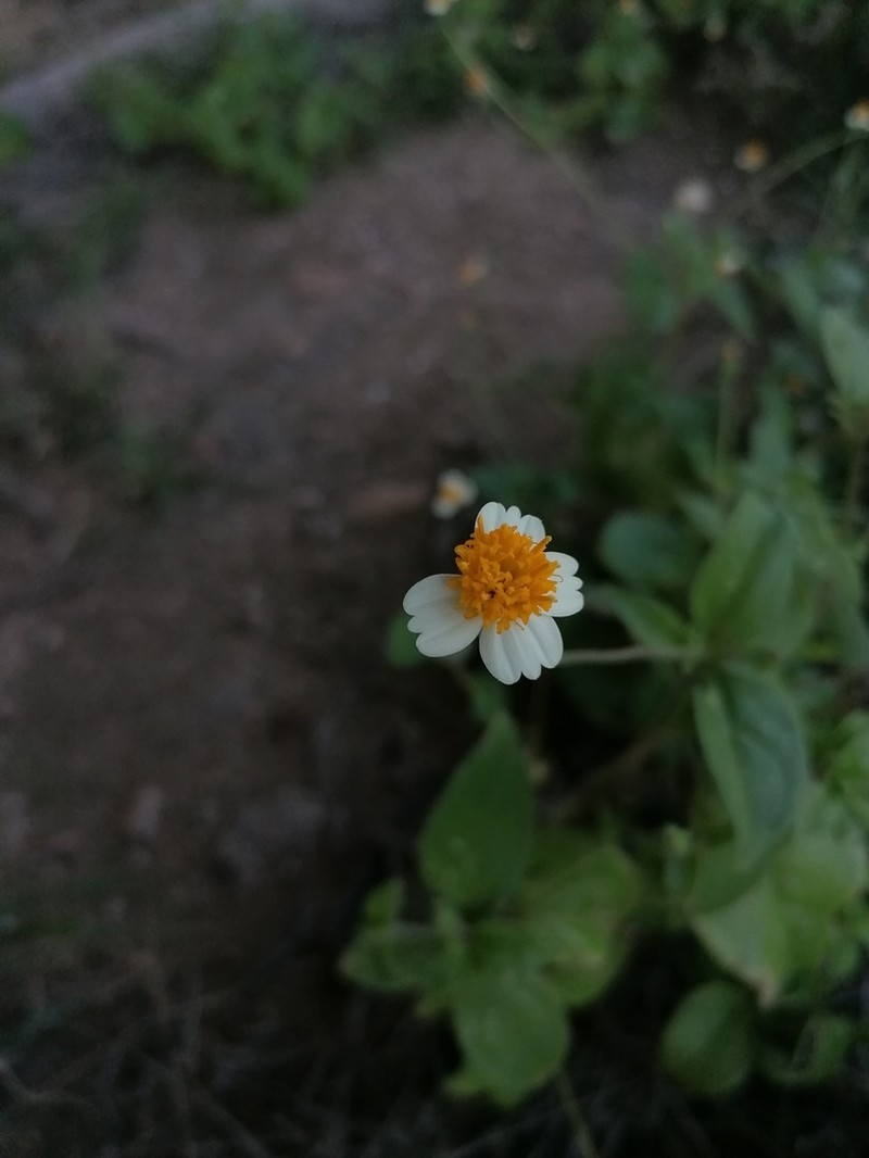 Tridax tenuifolia photo 4