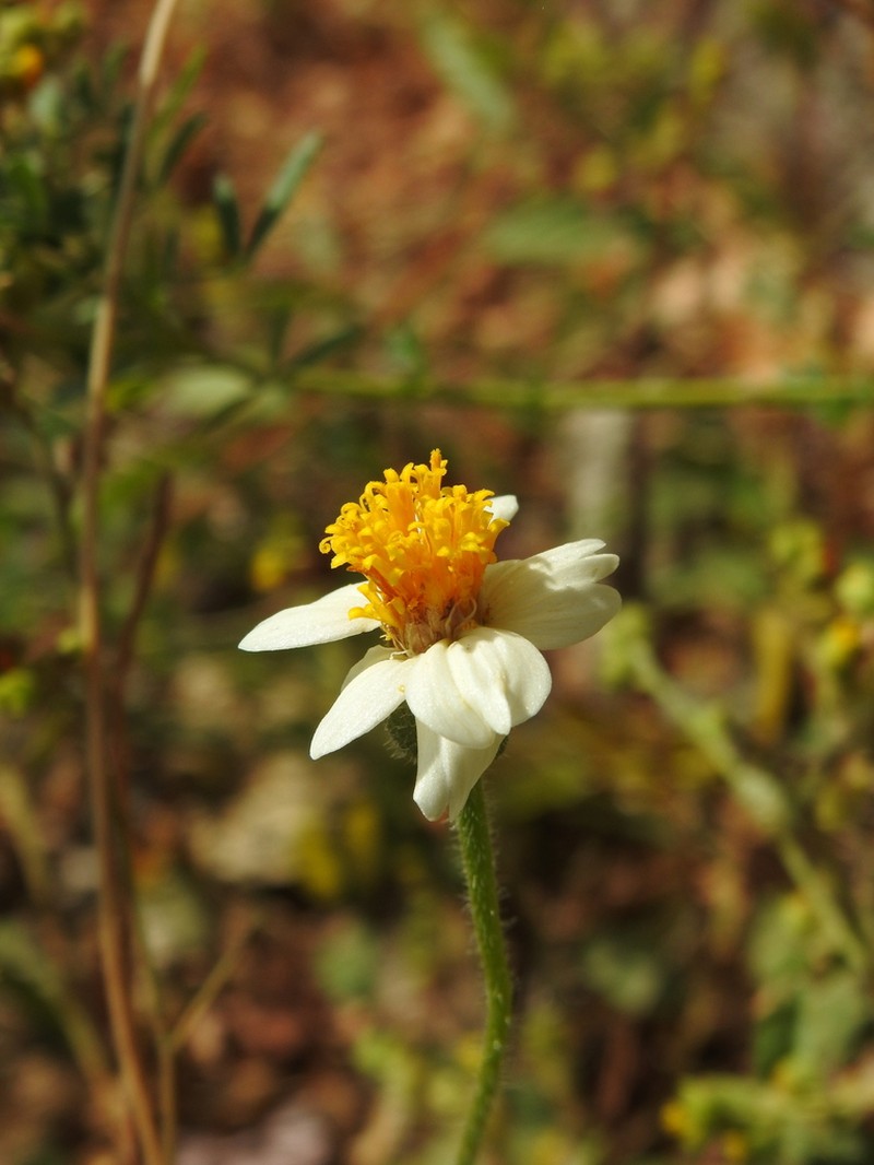 Tridax tenuifolia photo 5