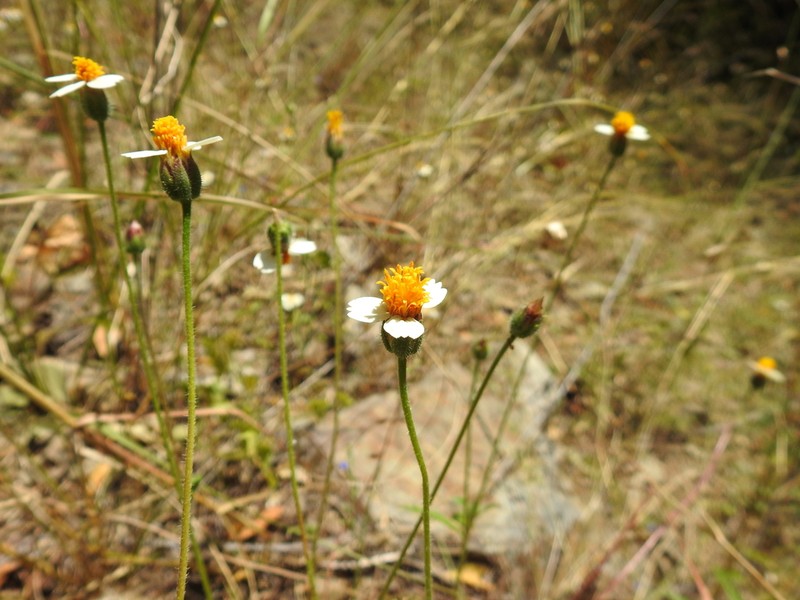 Tridax tenuifolia photo 6