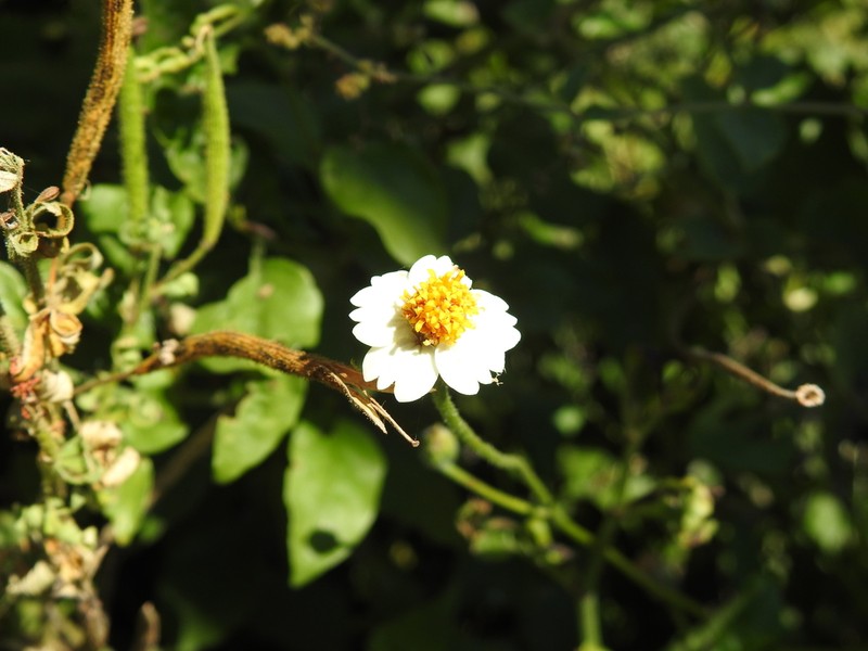 Tridax tenuifolia photo 7