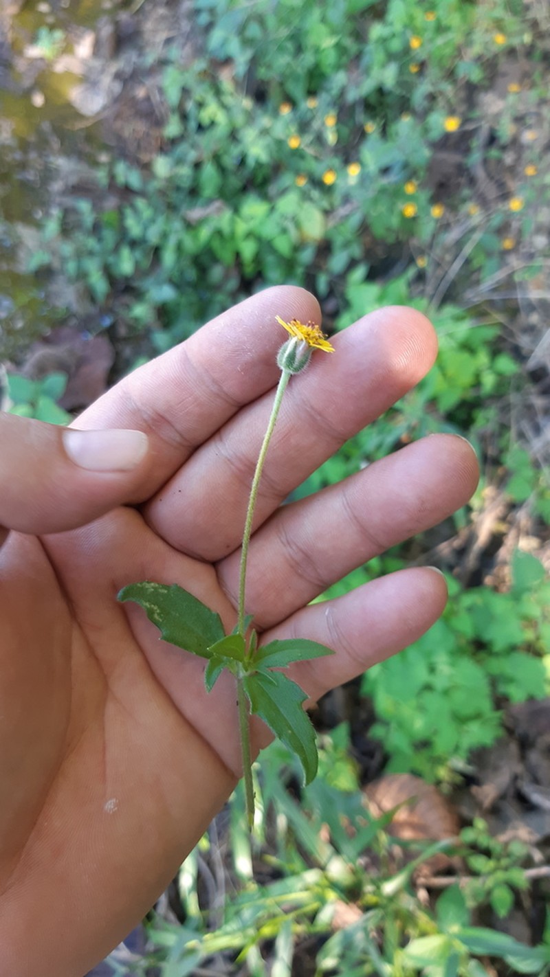 Tridax tenuifolia photo 8