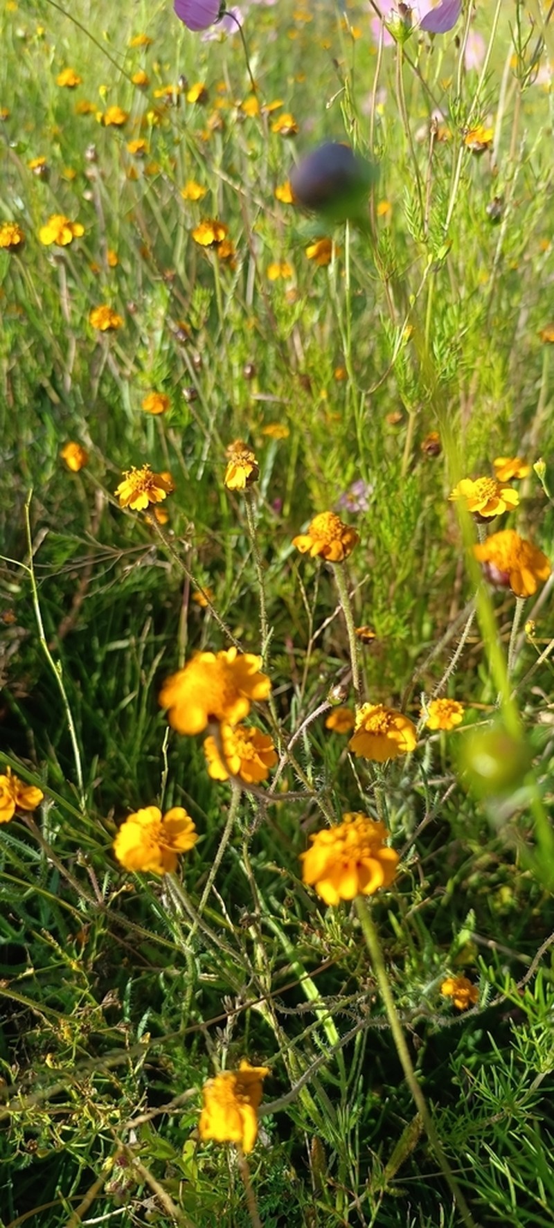Tridax trilobata