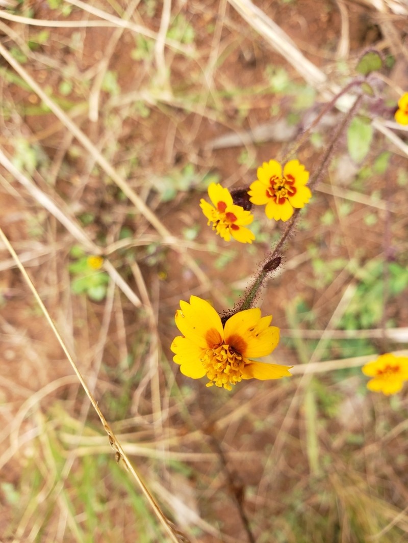 Tridax trilobata photo 2