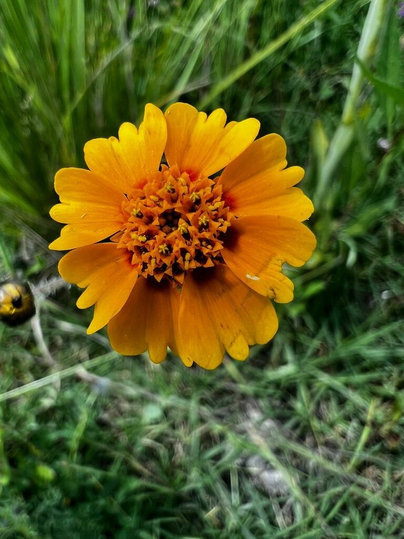 Tridax trilobata photo 3