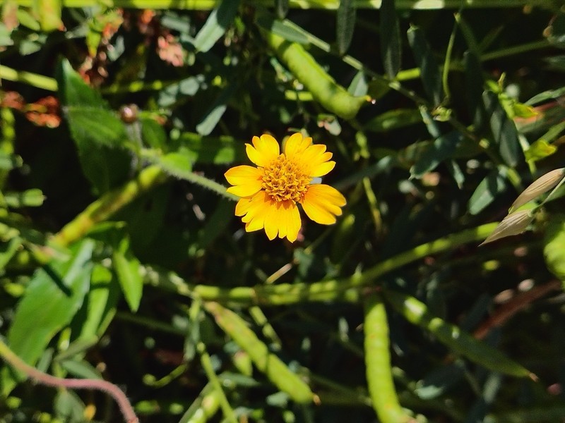 Tridax trilobata photo 4