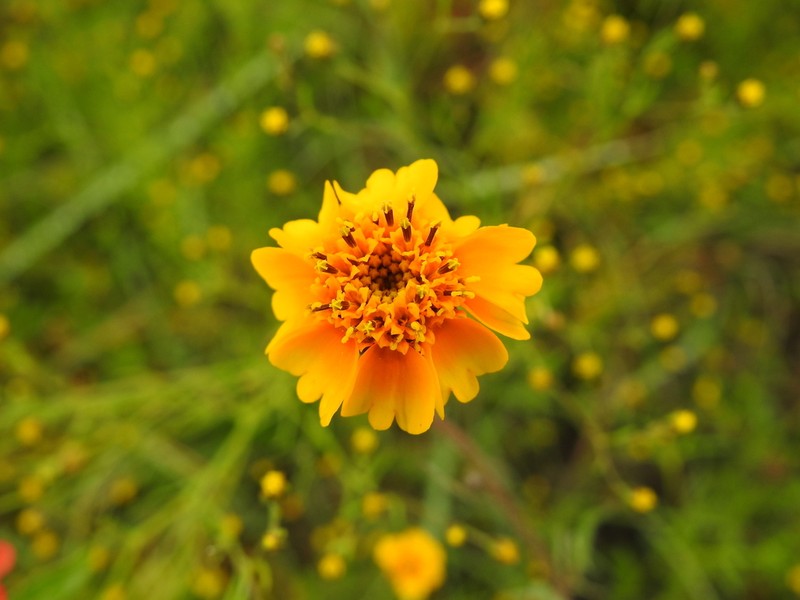 Tridax trilobata photo 5