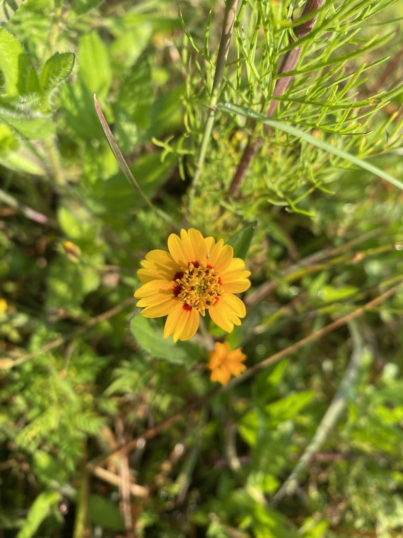 Tridax trilobata photo 6