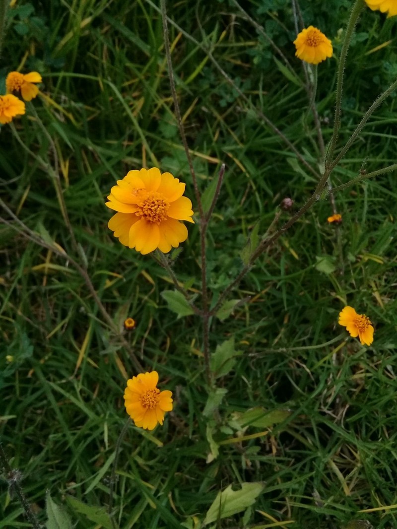 Tridax trilobata photo 7