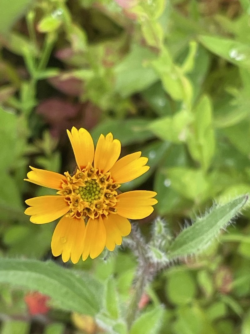 Tridax trilobata photo 8