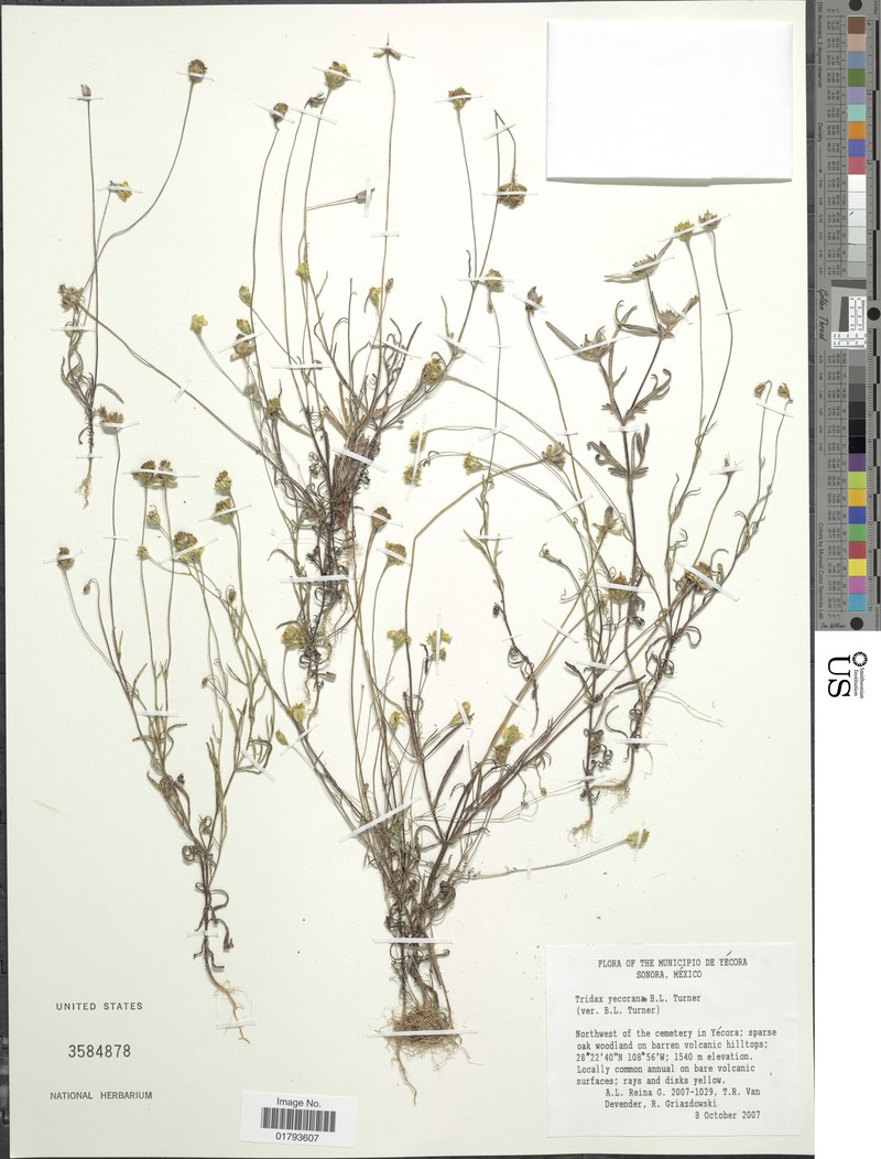 Tridax yecorana