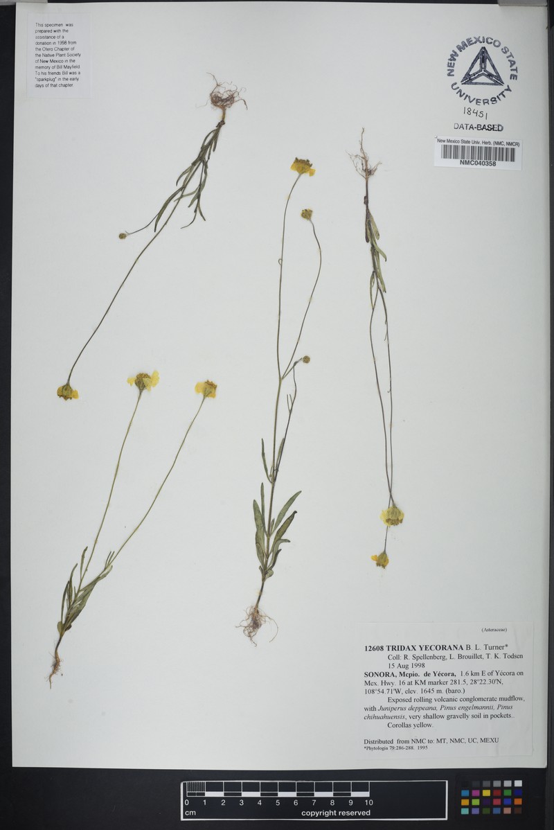 Tridax yecorana photo 2