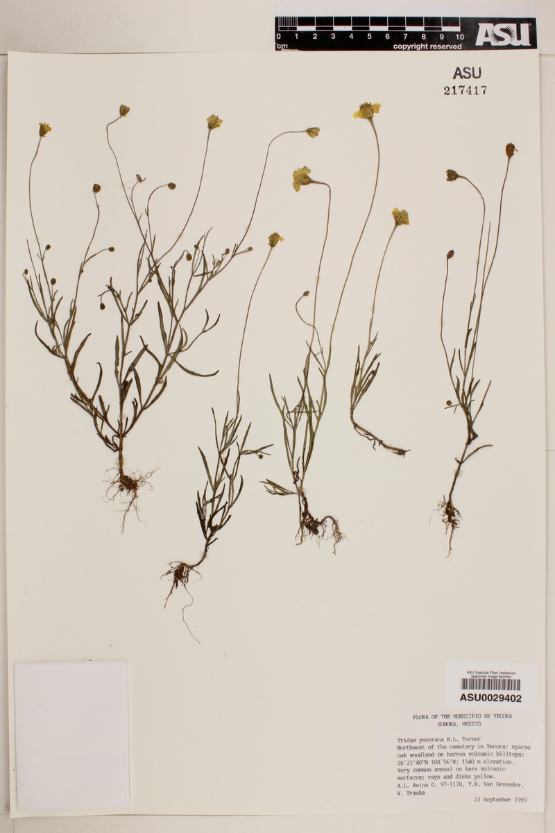 Tridax yecorana photo 3
