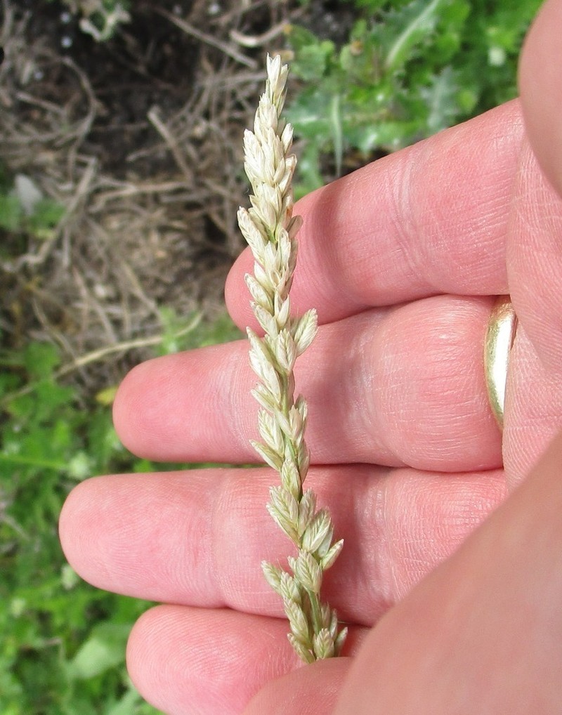 White Tridens