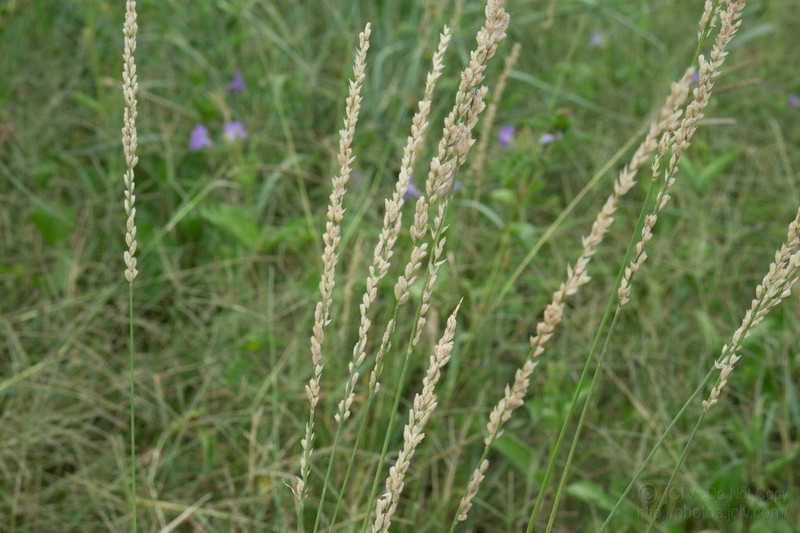 White Tridens photo 2
