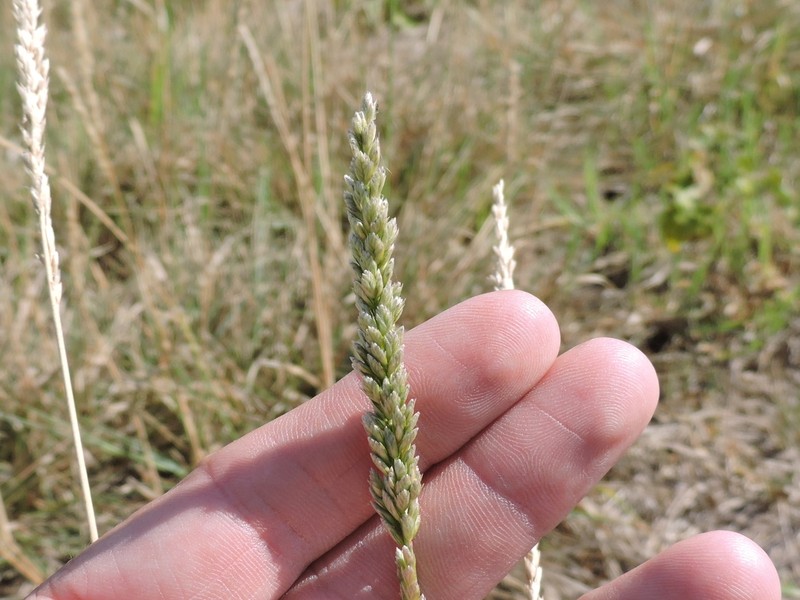 White Tridens photo 5