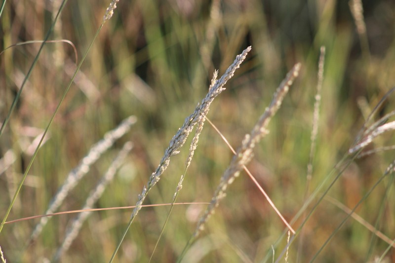 White Tridens photo 7
