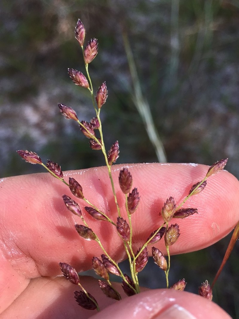 Pine Barren Fluffgrass