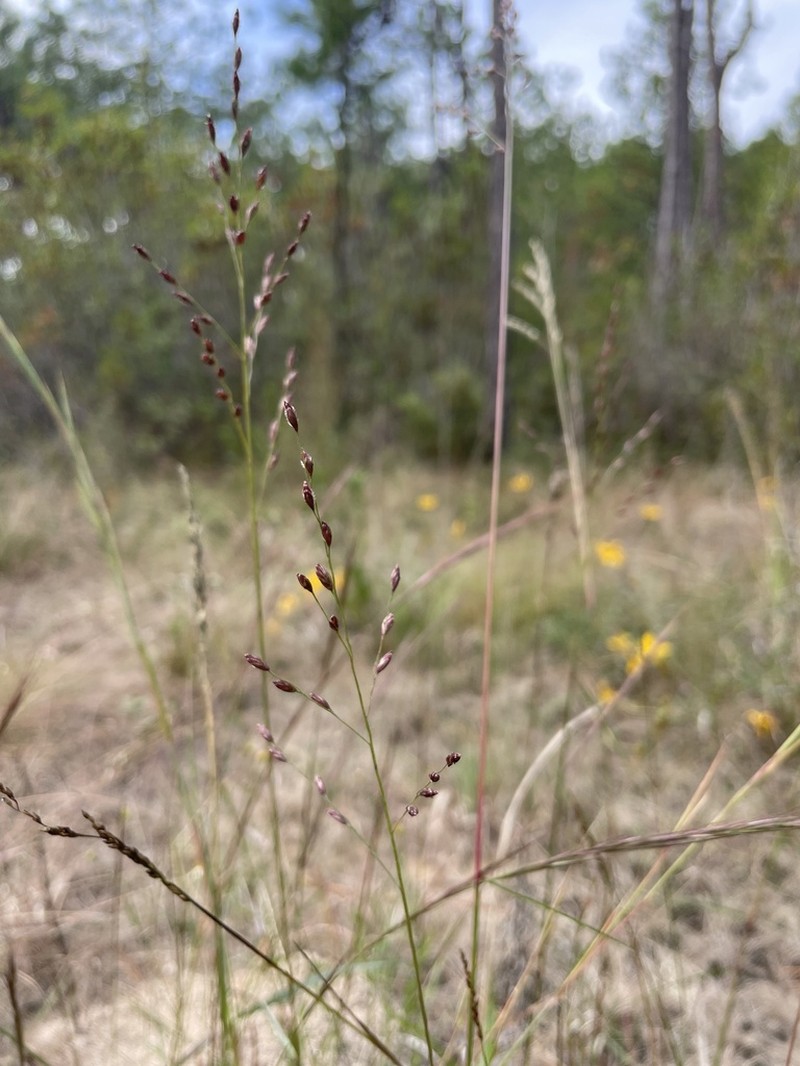 Pine Barren Fluffgrass photo 2