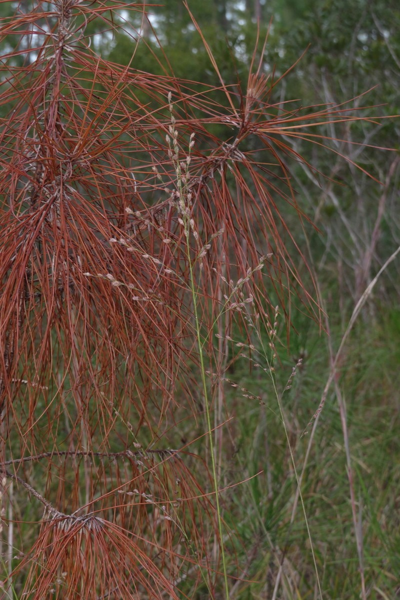 Pine Barren Fluffgrass photo 3