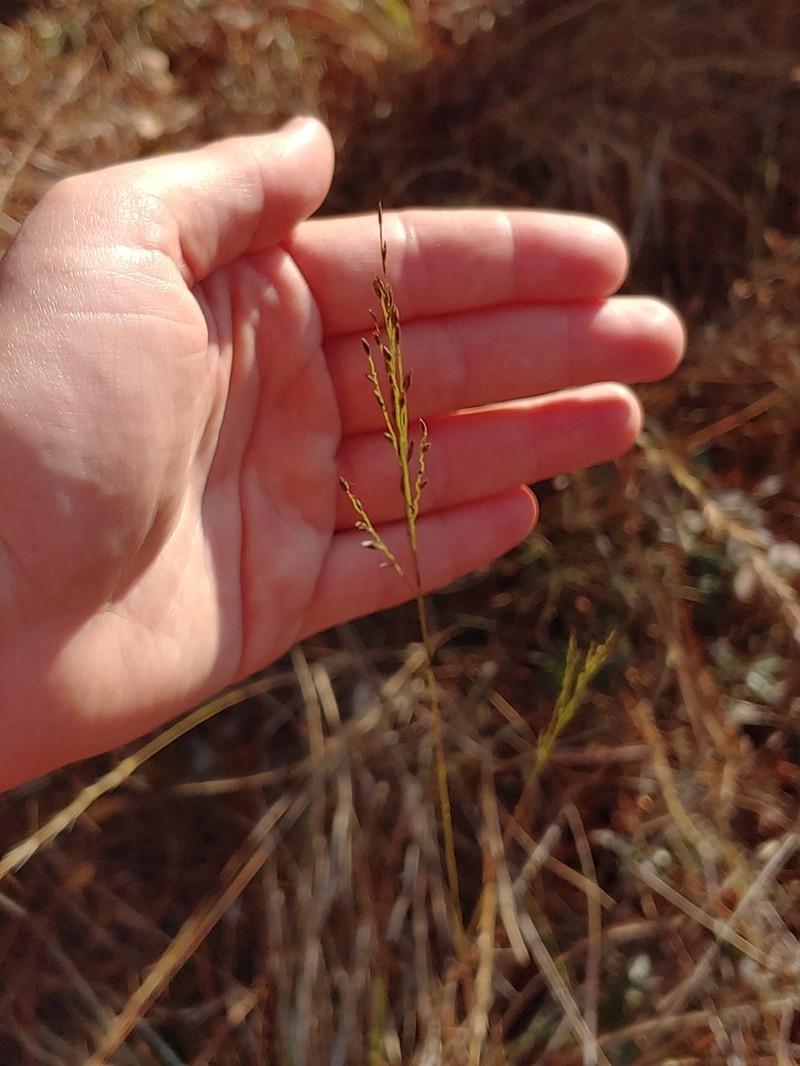 Pine Barren Fluffgrass photo 4