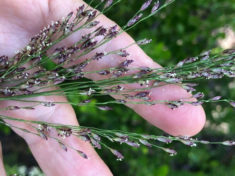 Pine Barren Fluffgrass photo 5
