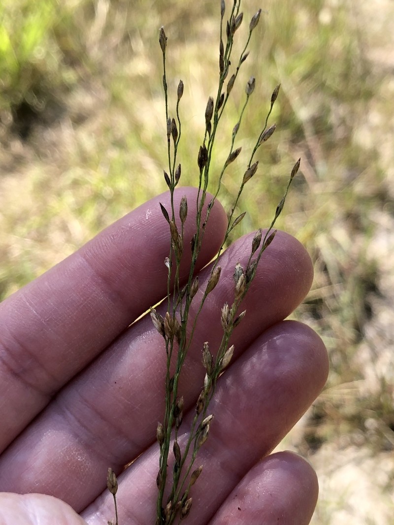 Pine Barren Fluffgrass photo 6