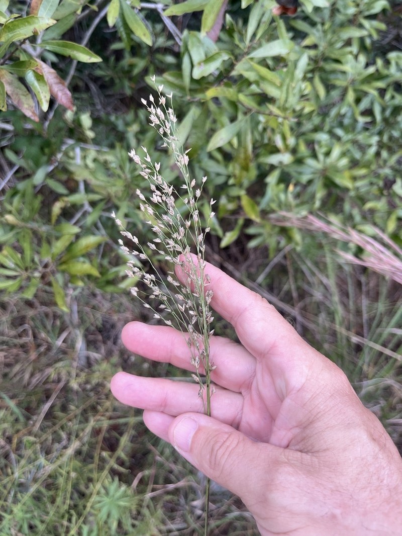 Pine Barren Fluffgrass photo 7