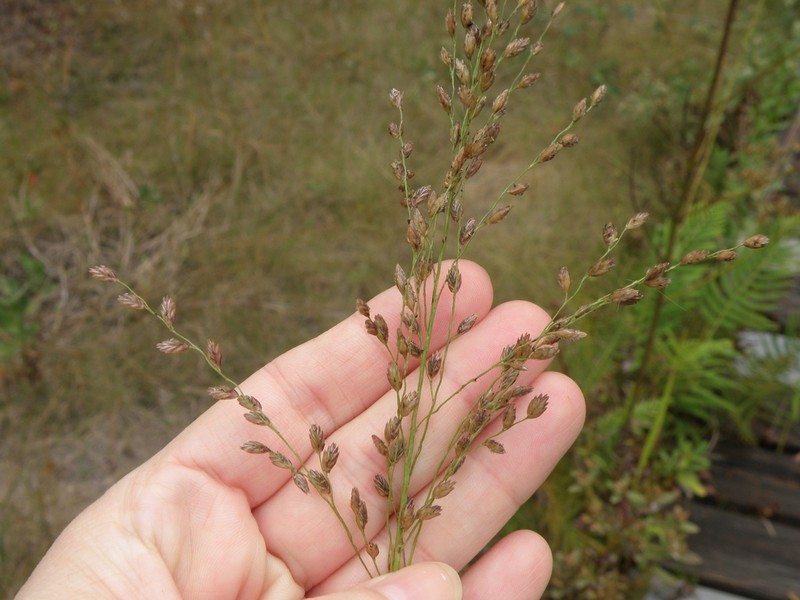 Pine Barren Fluffgrass photo 8