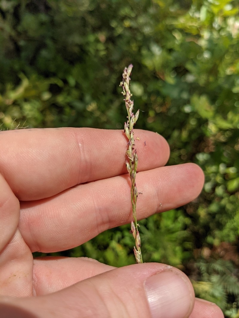 Carolina Fluffgrass