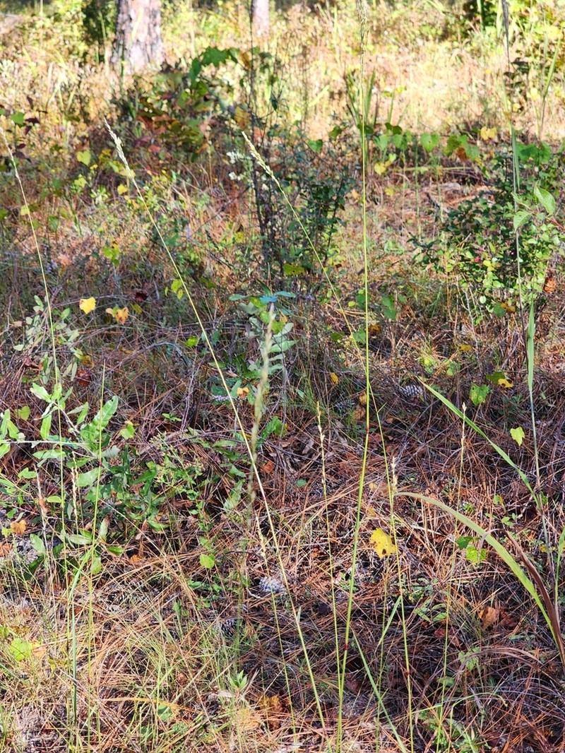 Carolina Fluffgrass photo 3