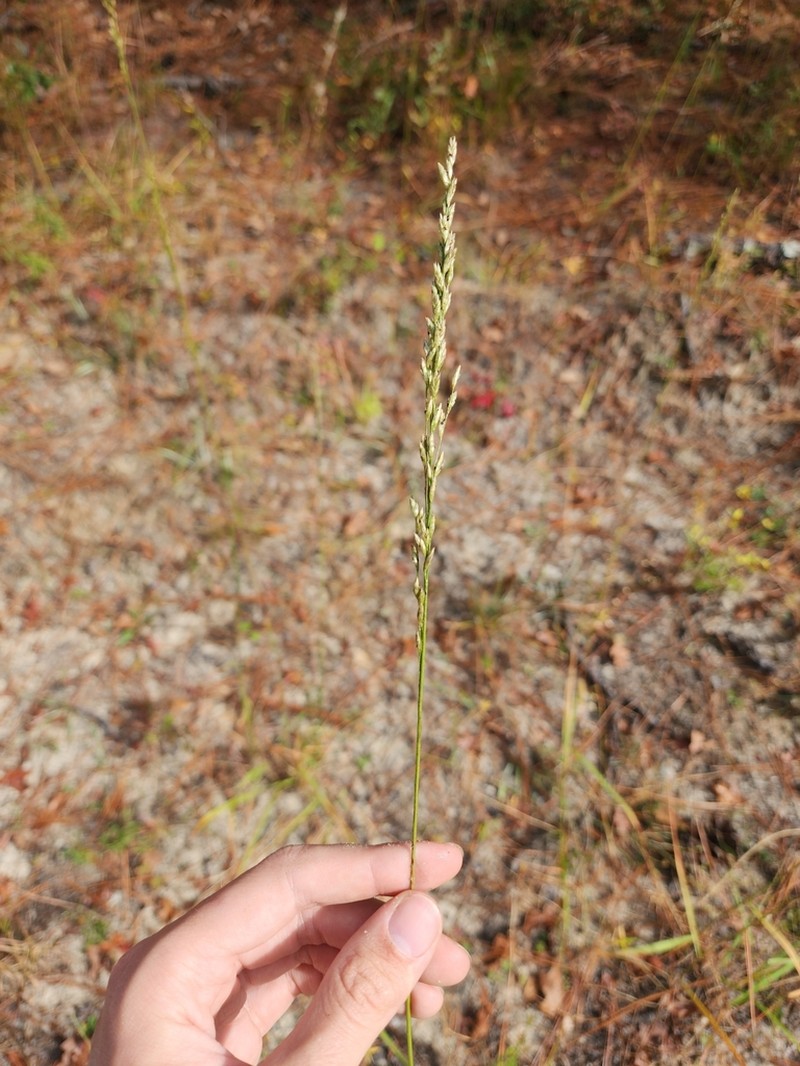 Carolina Fluffgrass photo 5