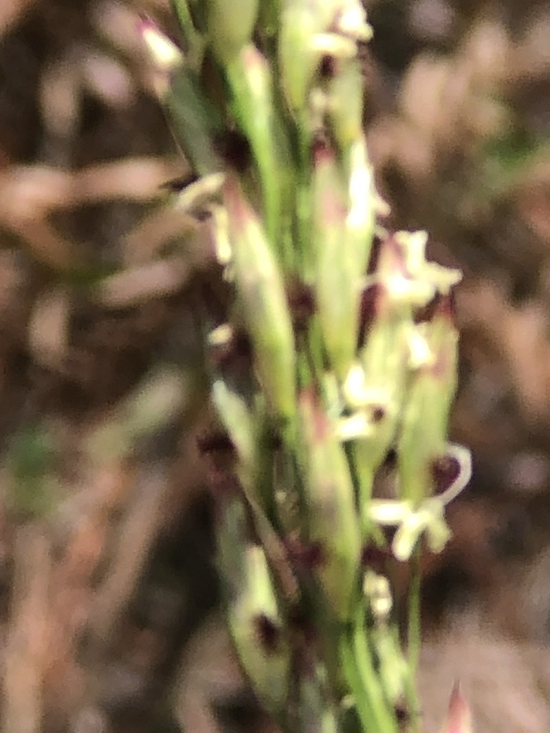 Carolina Fluffgrass photo 6