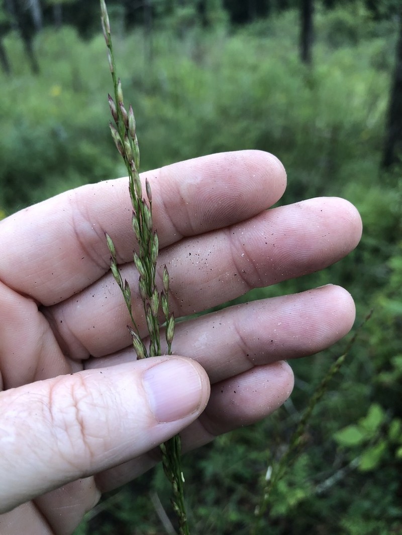 Carolina Fluffgrass photo 7