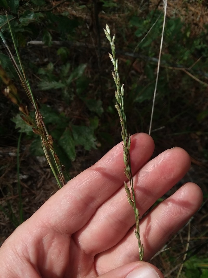 Carolina Fluffgrass photo 8
