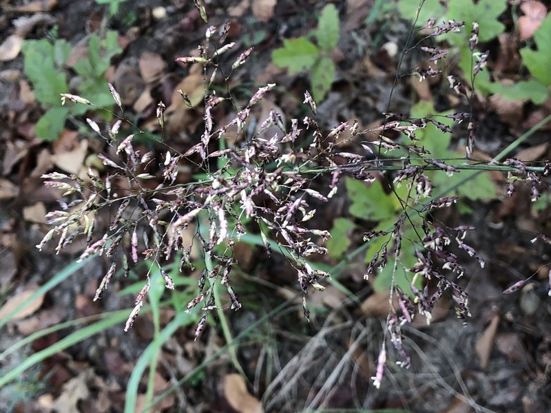 Tridens chapmanii