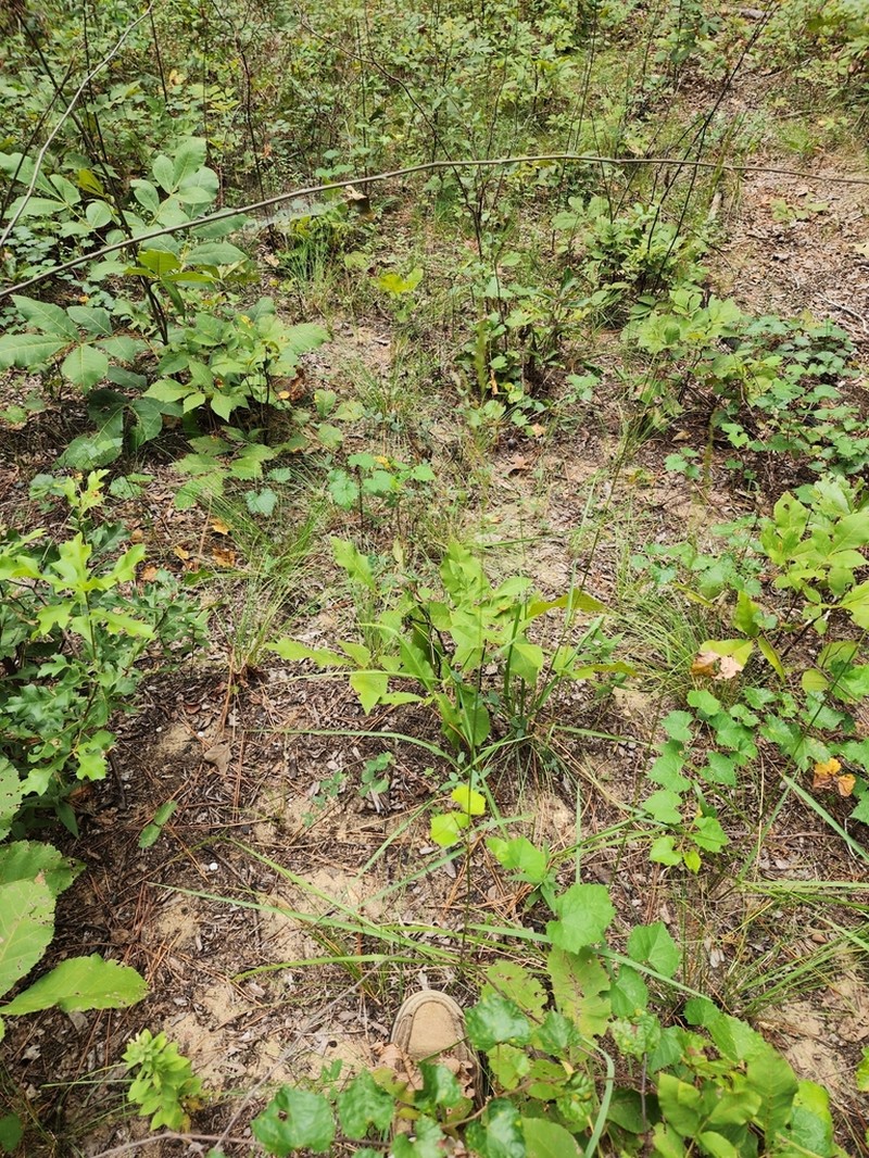 Tridens chapmanii photo 3