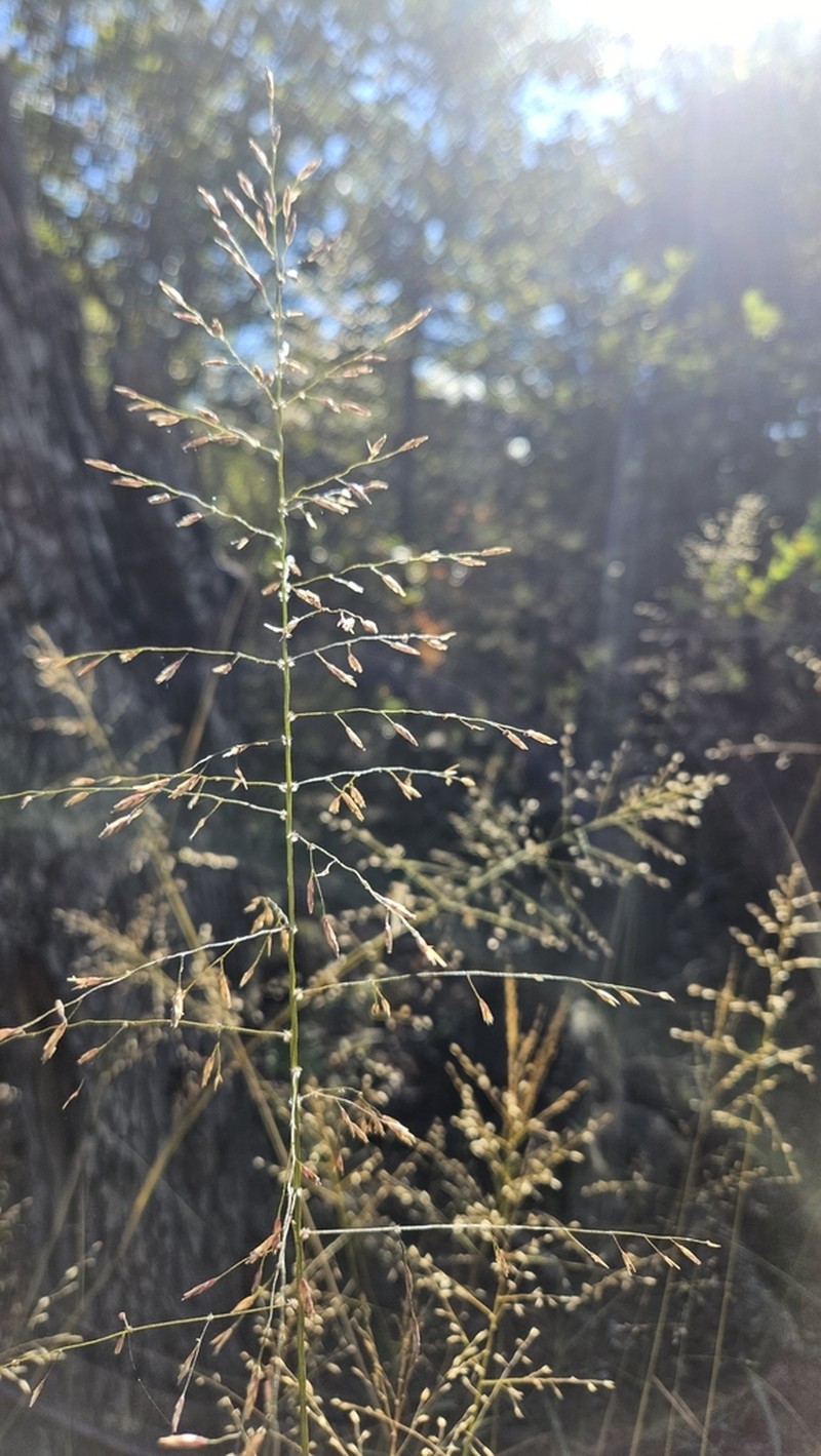 Tridens chapmanii photo 5