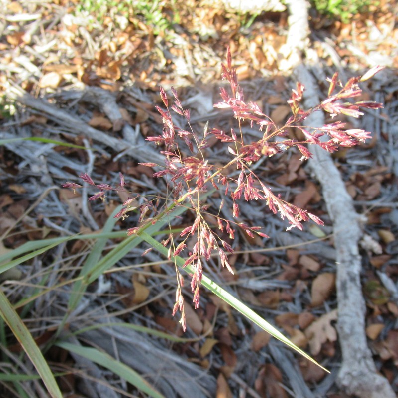 Tridens chapmanii photo 6