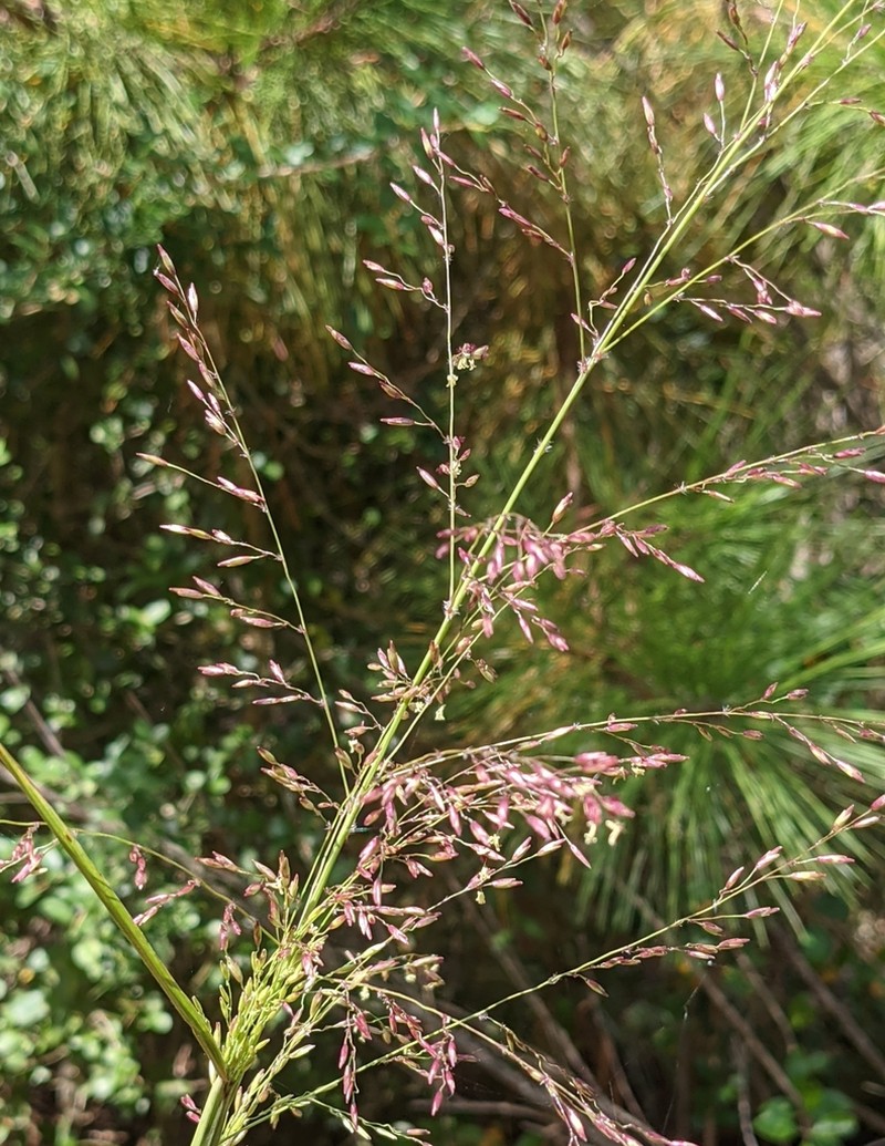 Tridens chapmanii photo 7