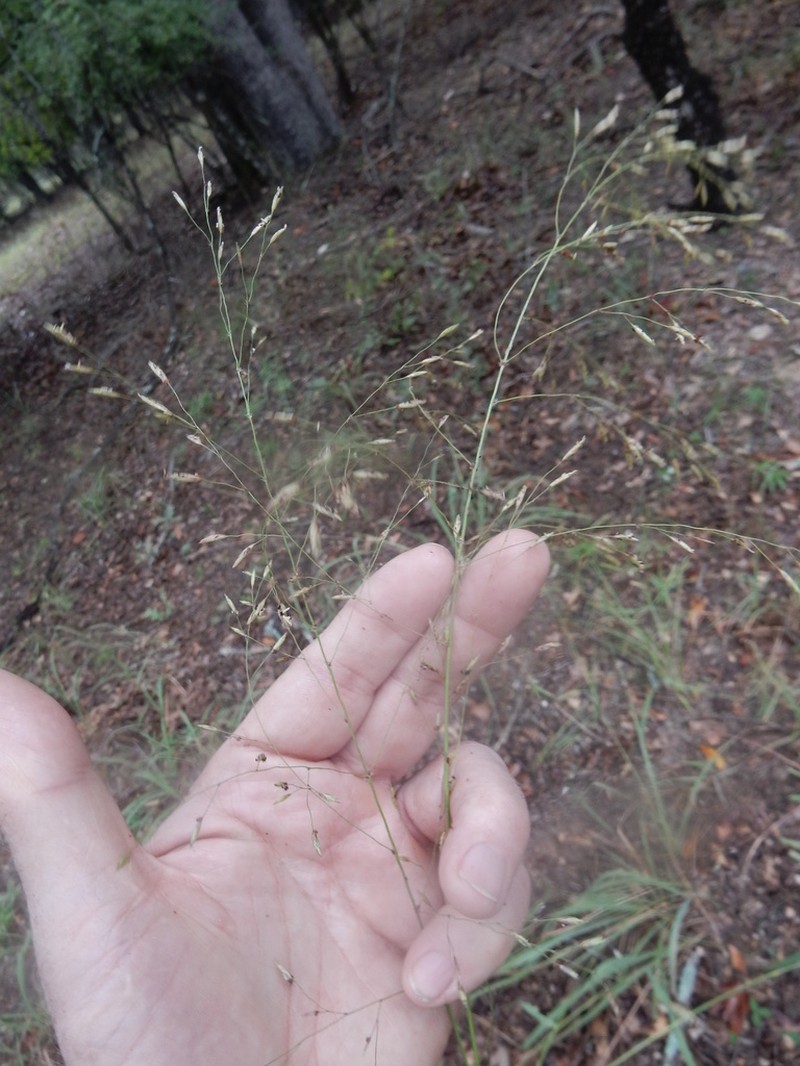 Tridens chapmanii photo 8