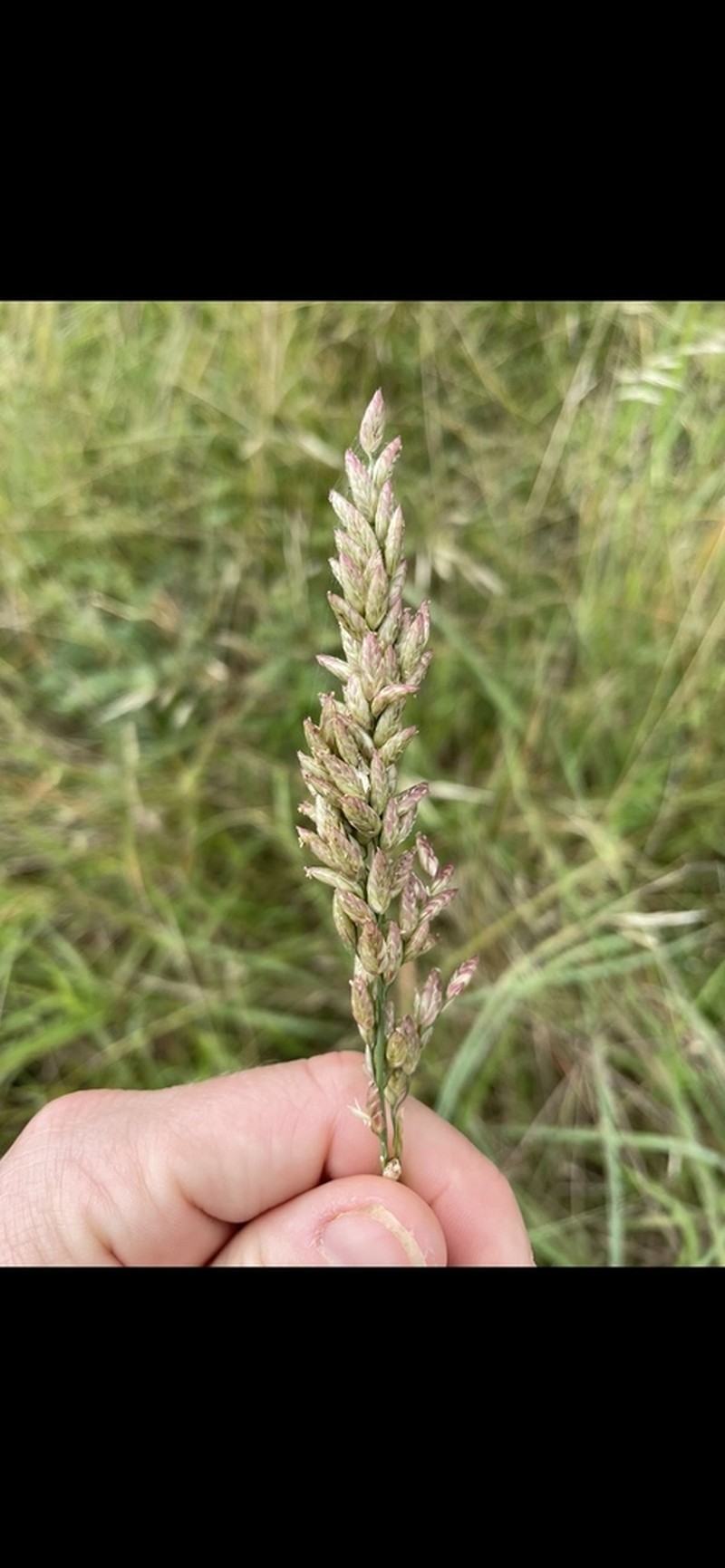 Pink Fluffgrass