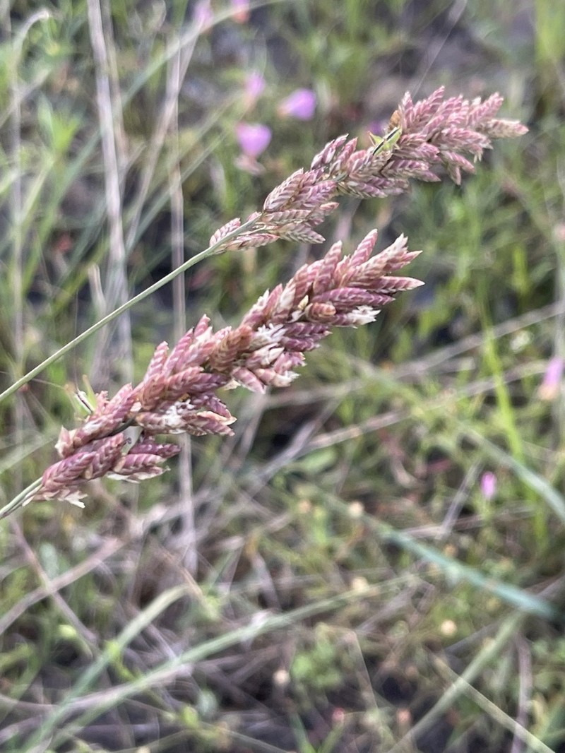 Pink Fluffgrass photo 4