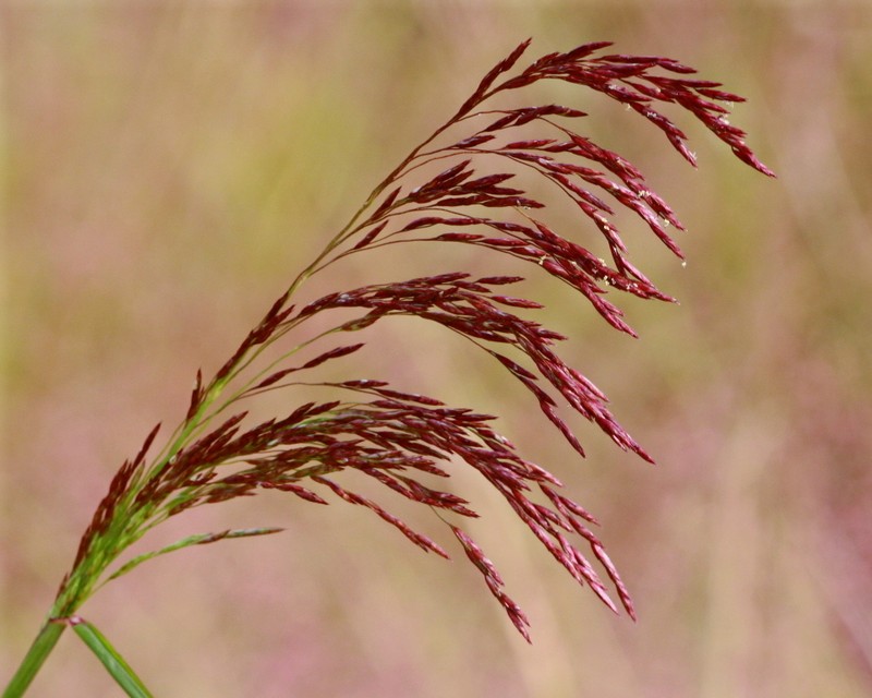 Purpletop Tridens photo 3