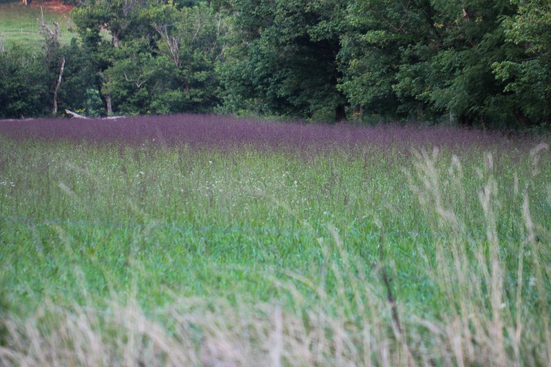 Purpletop Tridens photo 5