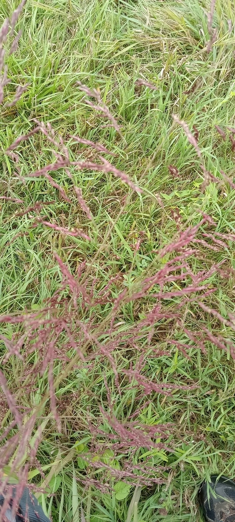 Purpletop Tridens photo 7