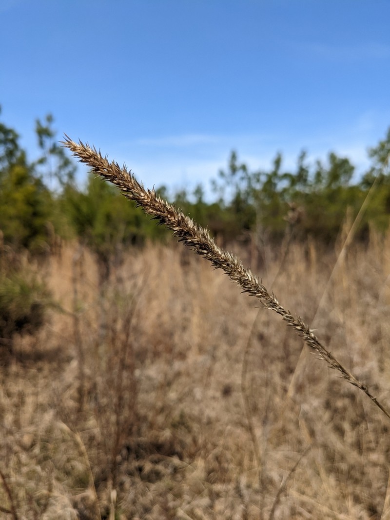 Longspike Tridens
