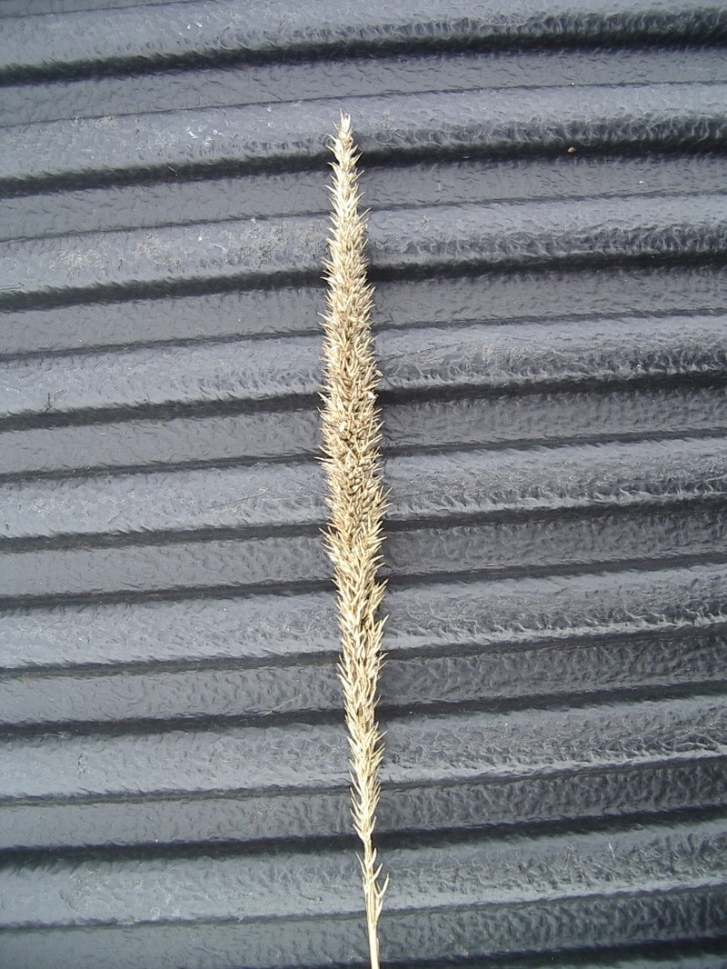 Longspike Tridens photo 2