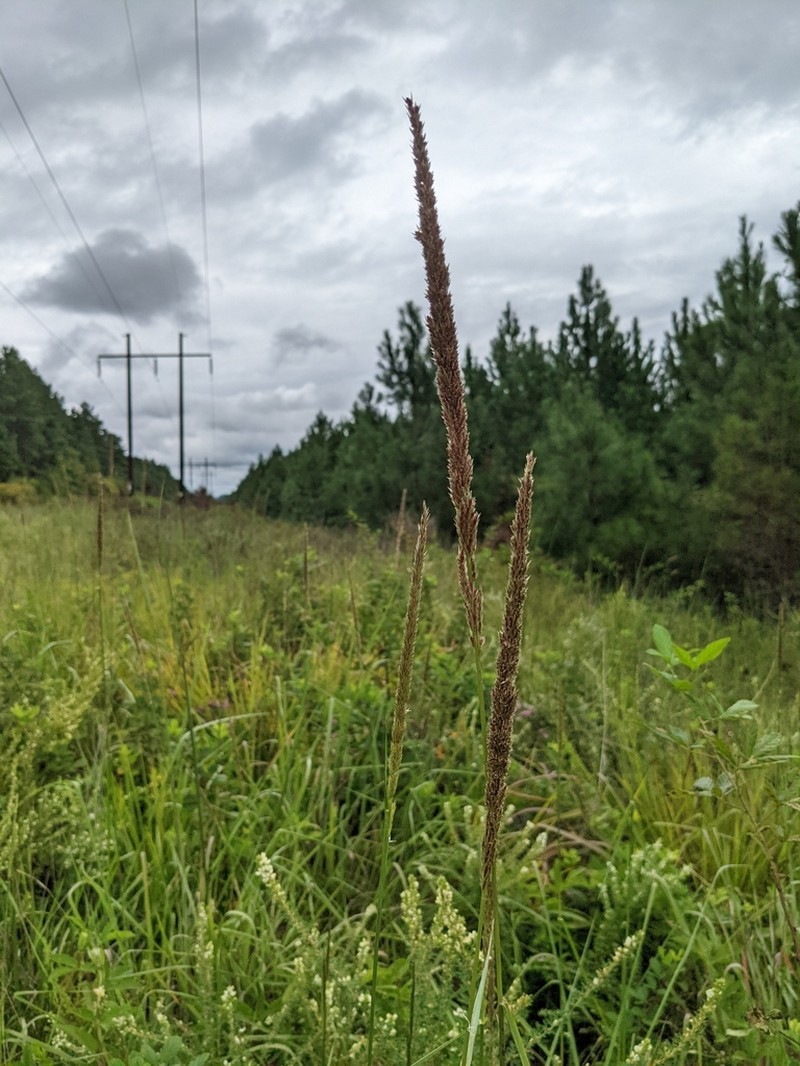 Longspike Tridens photo 3